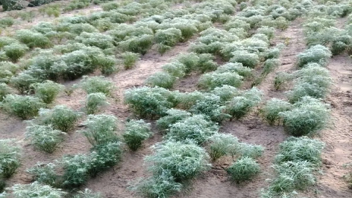 फसलों का पड़ रहा पाले से पाला: रात और सुबह शून्य के नीचे तापमान, खेतों में जम रही ओस