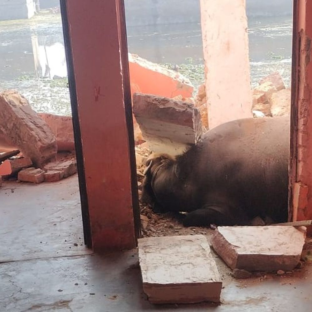 धौलपुर में बाड़े की दीवार गिरी, 2 पशुओं की मौत:लंबे समय से हो रहे जलभराव के कारण हुआ हादसा, लोगों में आक्रोश