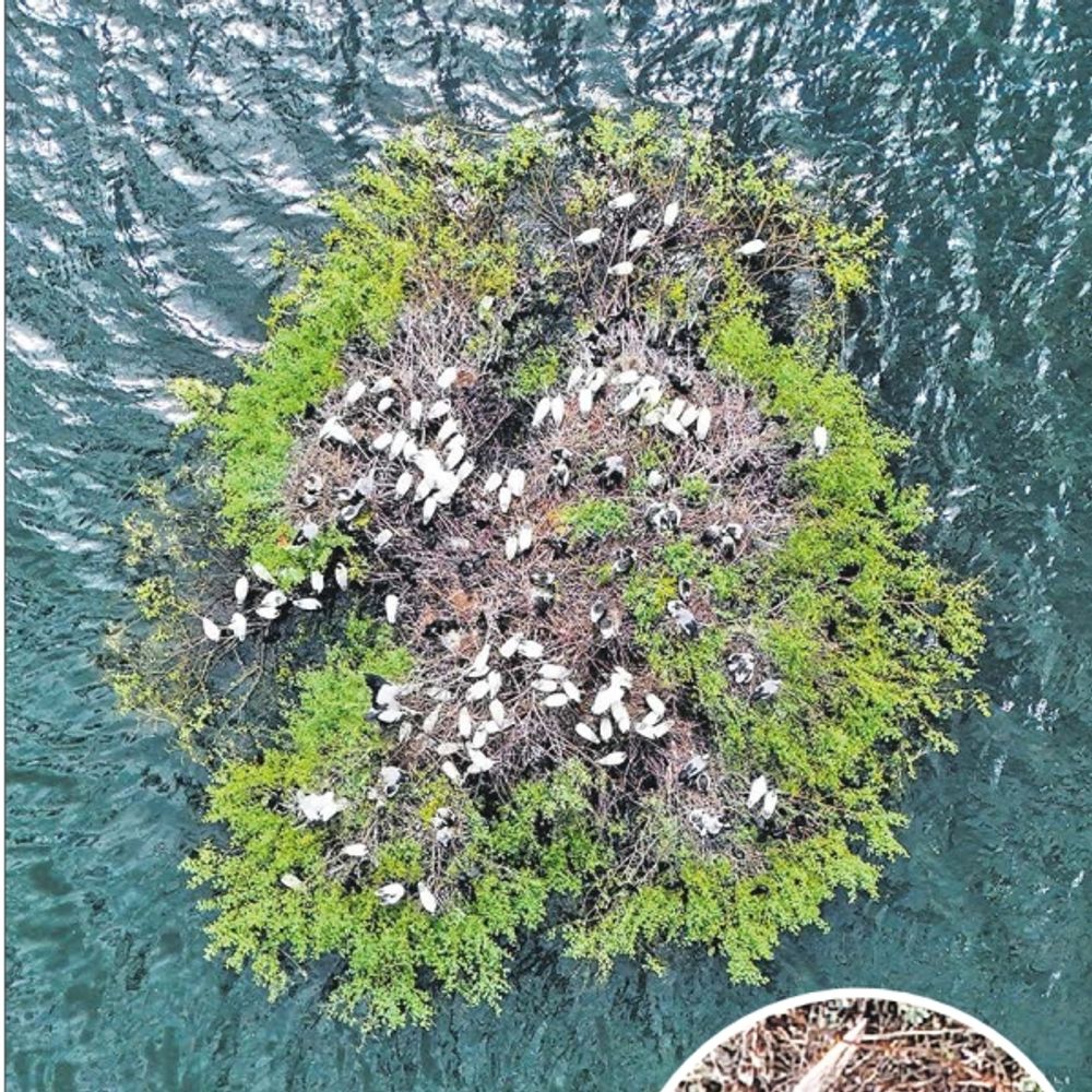 ओपन बिल स्टॉर्क की कॉलोनी