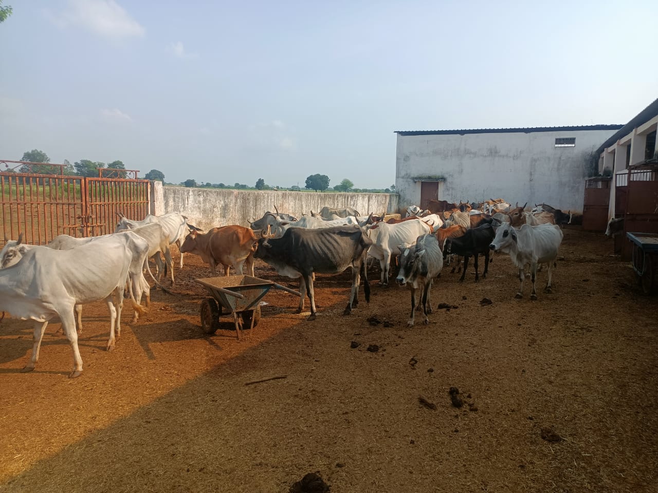 Good News: राजस्थान में यहां करोड़ों की लागत से बनेगी गोशाला, टेंडर जारी