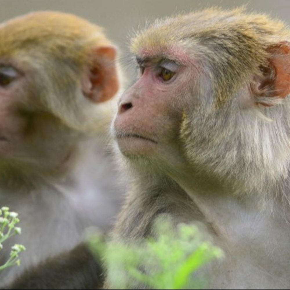 दिल्ली में बंदरों को भगाने के लिए लोगों की भर्ती:लंगूर की आवाज निकालेंगे; विधानसभा के बाहर 8 घंटे की शिफ्ट में करना होगा काम