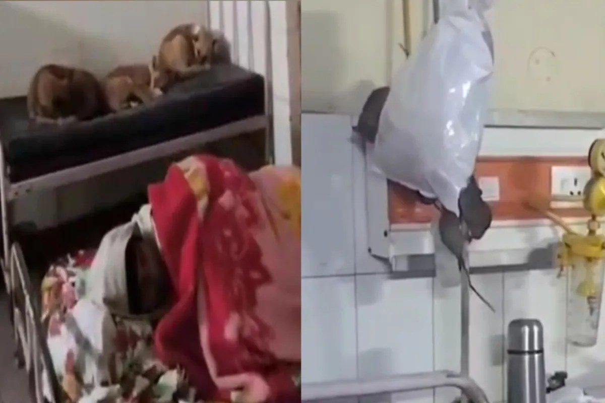 कहने को चूहे और कुत्ते… हिला दिया पूरा प्रदेश डिप्टी सीएम ने लिया संज्ञान, चार कर्मचारी सस्पेंड!