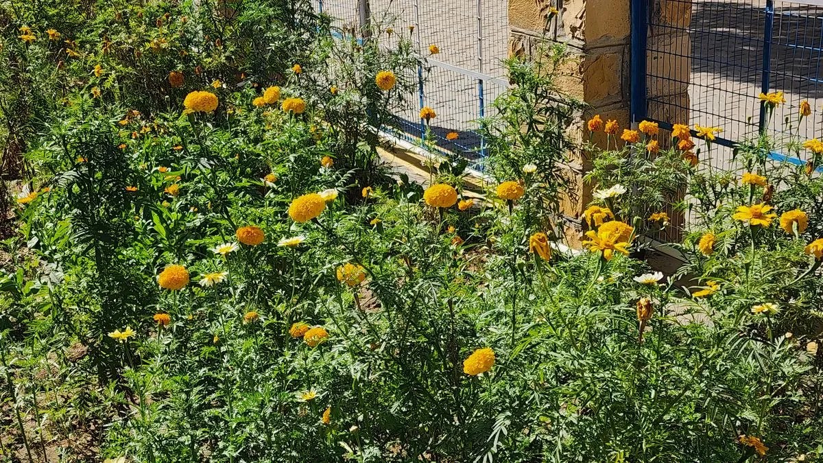 सरहदी जिले में मावठ की बूंदों का बरसा अमृत, खेतों में लौटी हरियाली