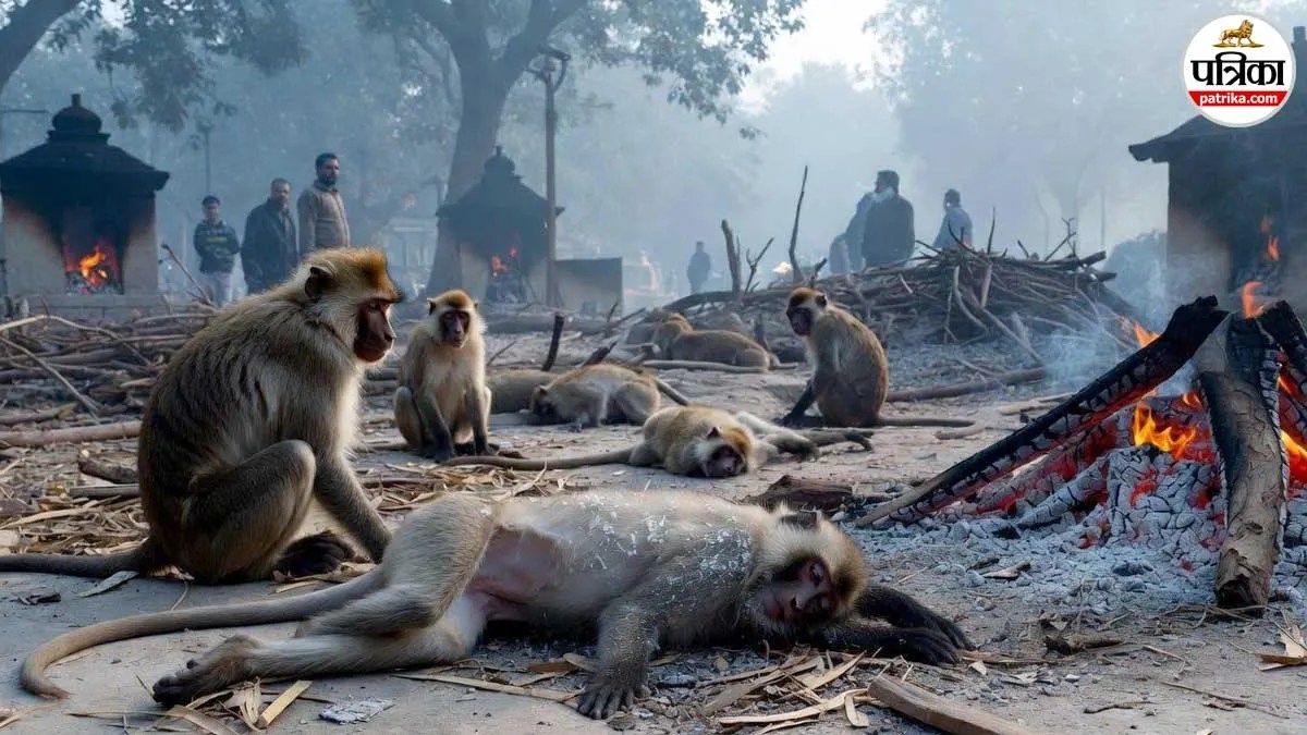 श्मशान घाट बना मौत का अड्डा? 20 दिनों में 25 बंदरों की संदिग्ध मौत; जहर की आशंका