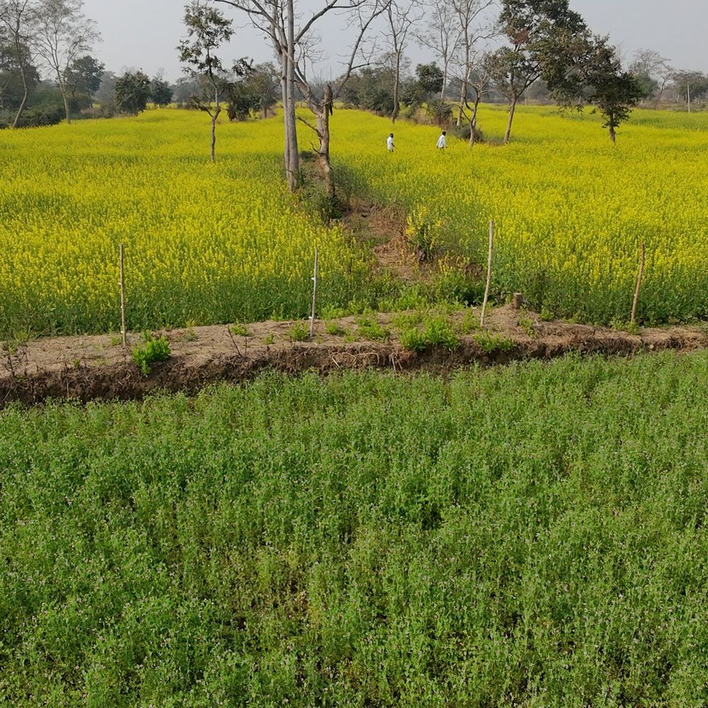 सिसदेवरी के 80% किसान छोड़ रहे पारंपरिक खेती:रबी सीजन में नोहर चंद्राकर समेत बाकी अन्नदाता धान की जगह सरसों लगा रहे