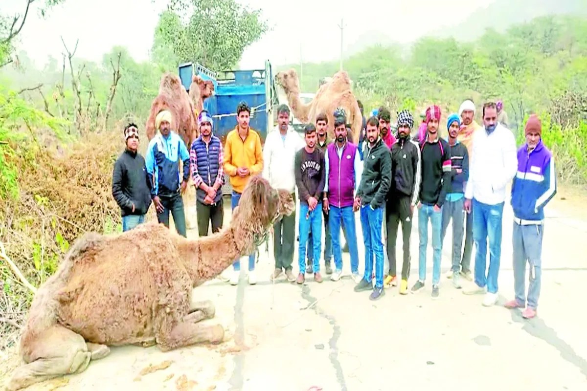 Camel smuggling : ठूंस-ठूंसकर भरे तीन ऊंट, एक का पैर टूटा… पीछा करने पर चालक ने मारी टक्कर