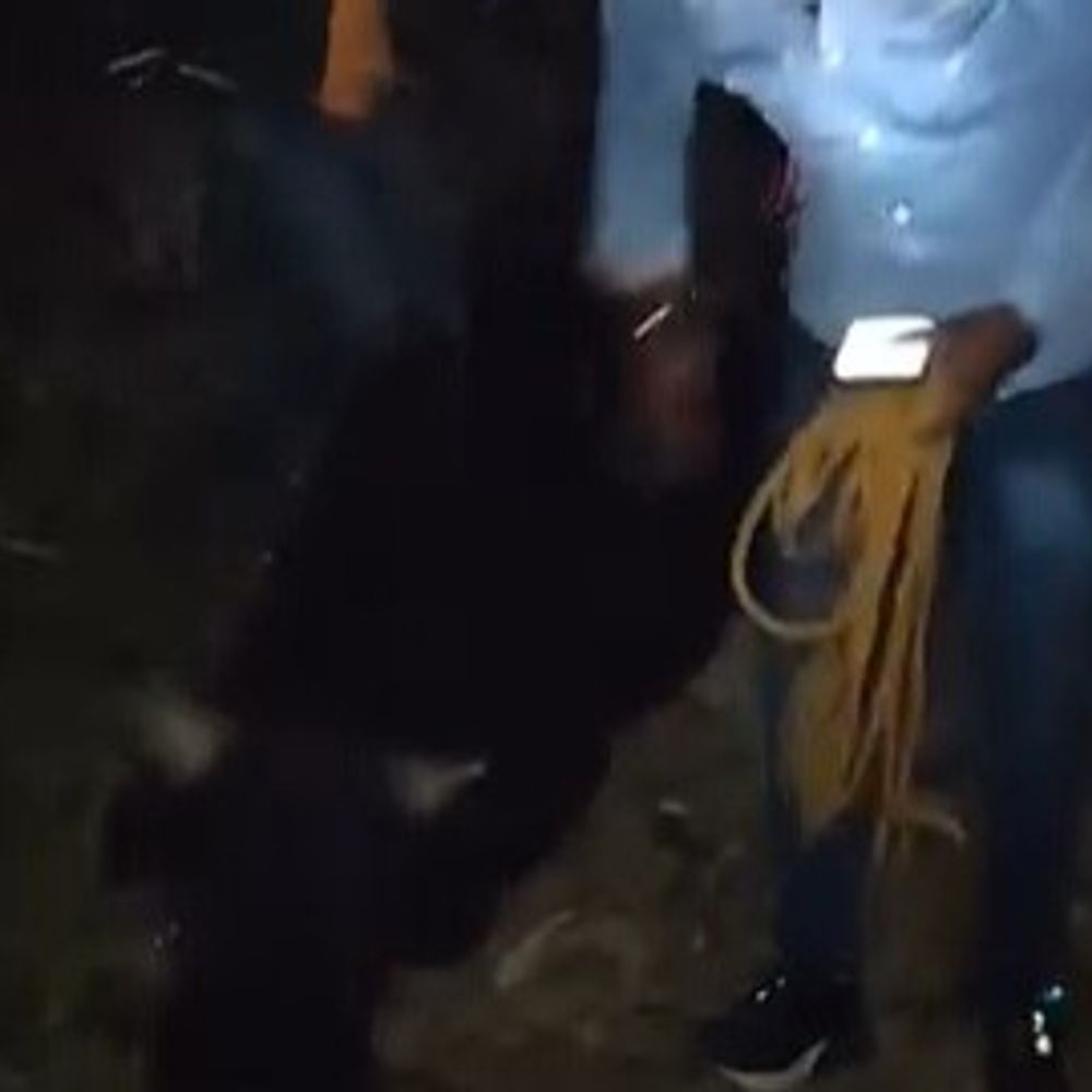 नंदी का मुंह तार से बांधा, कई दिन रहा अस्वस्थ:जमुई के लक्ष्मीपुर बाजार में युवाओं ने बचाई जान, दोषियों पर कार्रवाई की मांग