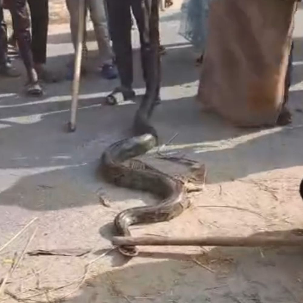 किशनगंज में दुकान के अंदर निकला विशाल अजगर:गांव में अफरा-तफरी, घंटों जुटी भीड़, वन विभाग ने किया रेस्क्यू