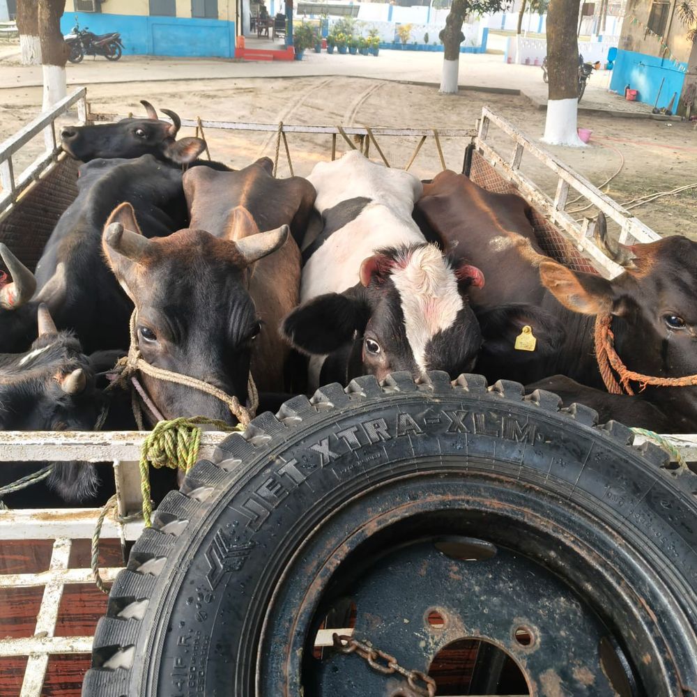 टेढ़ागाछ पुलिस ने पांच गाय, एक बछड़ा बरामद किया:टाटा पिकअप से मवेशी तस्करी में दो आरोपी गिरफ्तार