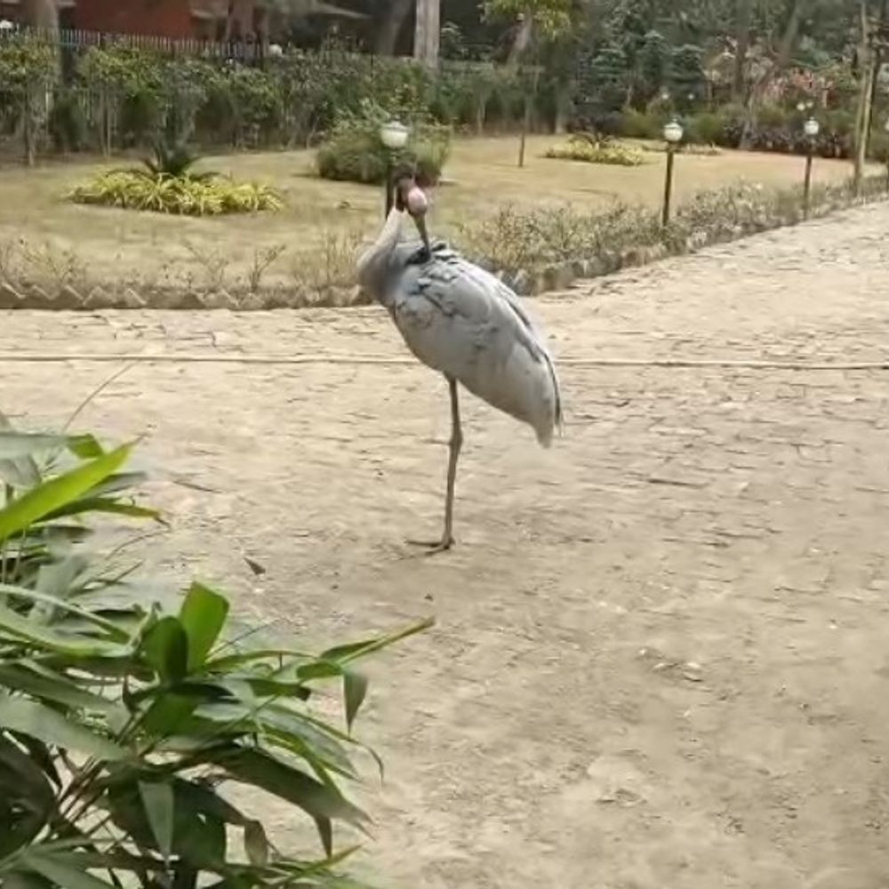 नए साल पर उदयपुर वन क्षेत्र बना पर्यटकों का आकर्षण:सारस पक्षी ने बढ़ाया उल्लास, मनमोहक नृत्य और अठखेलियों ने पर्यटकों को किया मंत्रमुग्ध