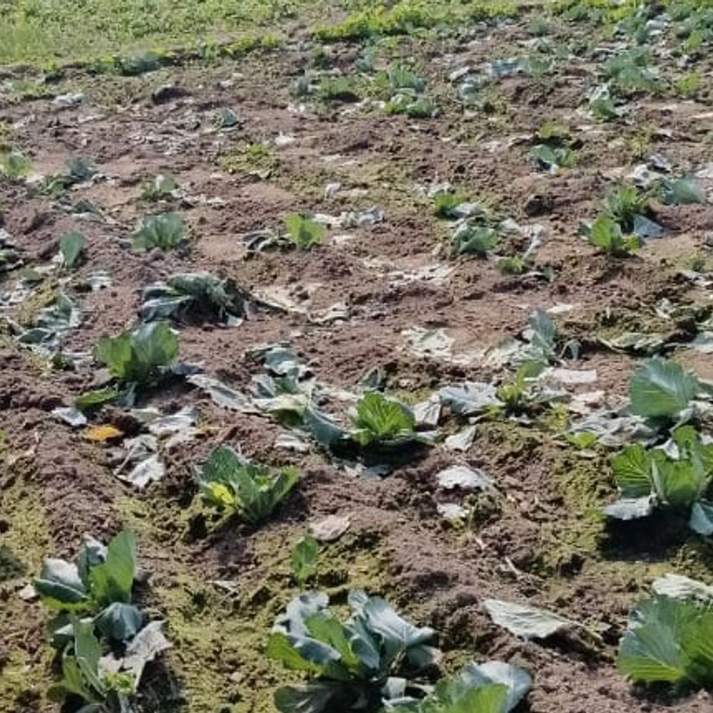 हाथियों का झुंड 4 दिन से मचा रहा उत्पात:ठाकुरगंज में किसानों की लाखों की फसलें बर्बाद, वन विभाग से समाधान की मांग