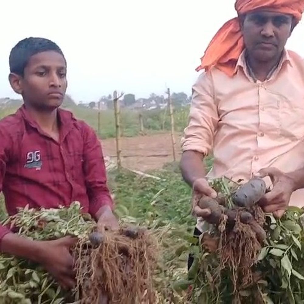 जमुई के किसान ने उगाया विदेशी काला आलू:औषधीय गुणों से भरपूर फसल, आम आलू से चार गुना ज्यादा कीमत, आसपास के किसानों के लिए नई राह