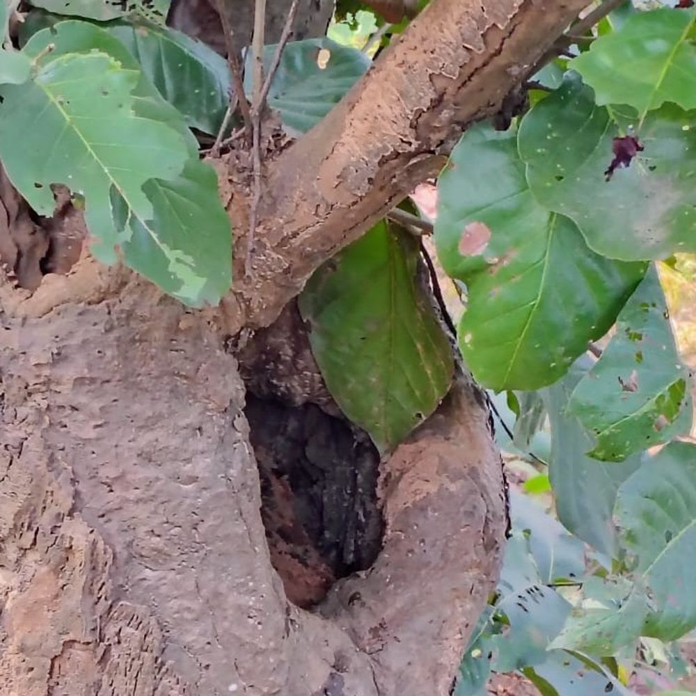 जमुई में CRPF को बड़ी सफलता, 49 AK-47 कारतूस बरामद:पहाड़ी जंगलों में सर्च ऑपरेशन, नक्सलियों की बड़ी साजिश नाकाम