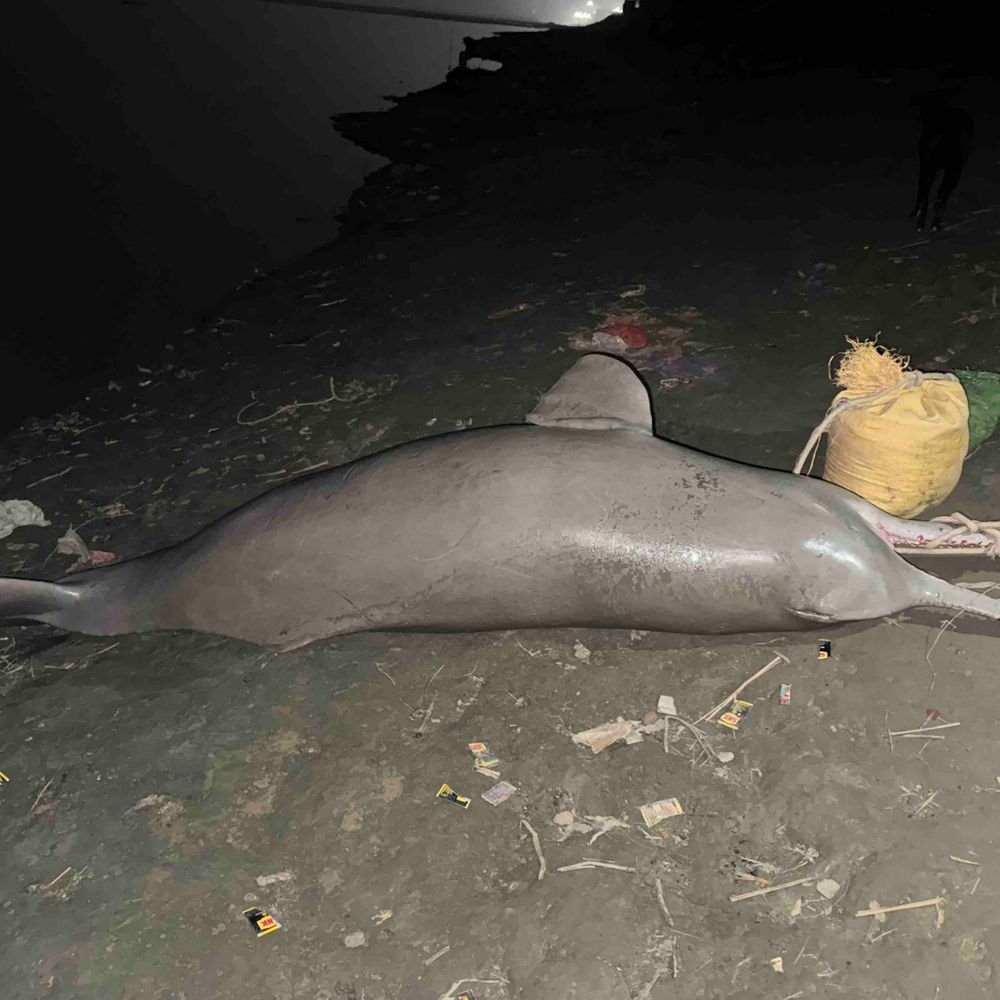 कानपुर गंगा में 10 फीट लंबी मृत डॉल्फिन मिली:नाविकों ने वन विभाग के अफसरों को सूचना दी, पोस्टमार्टम को भेजा शव