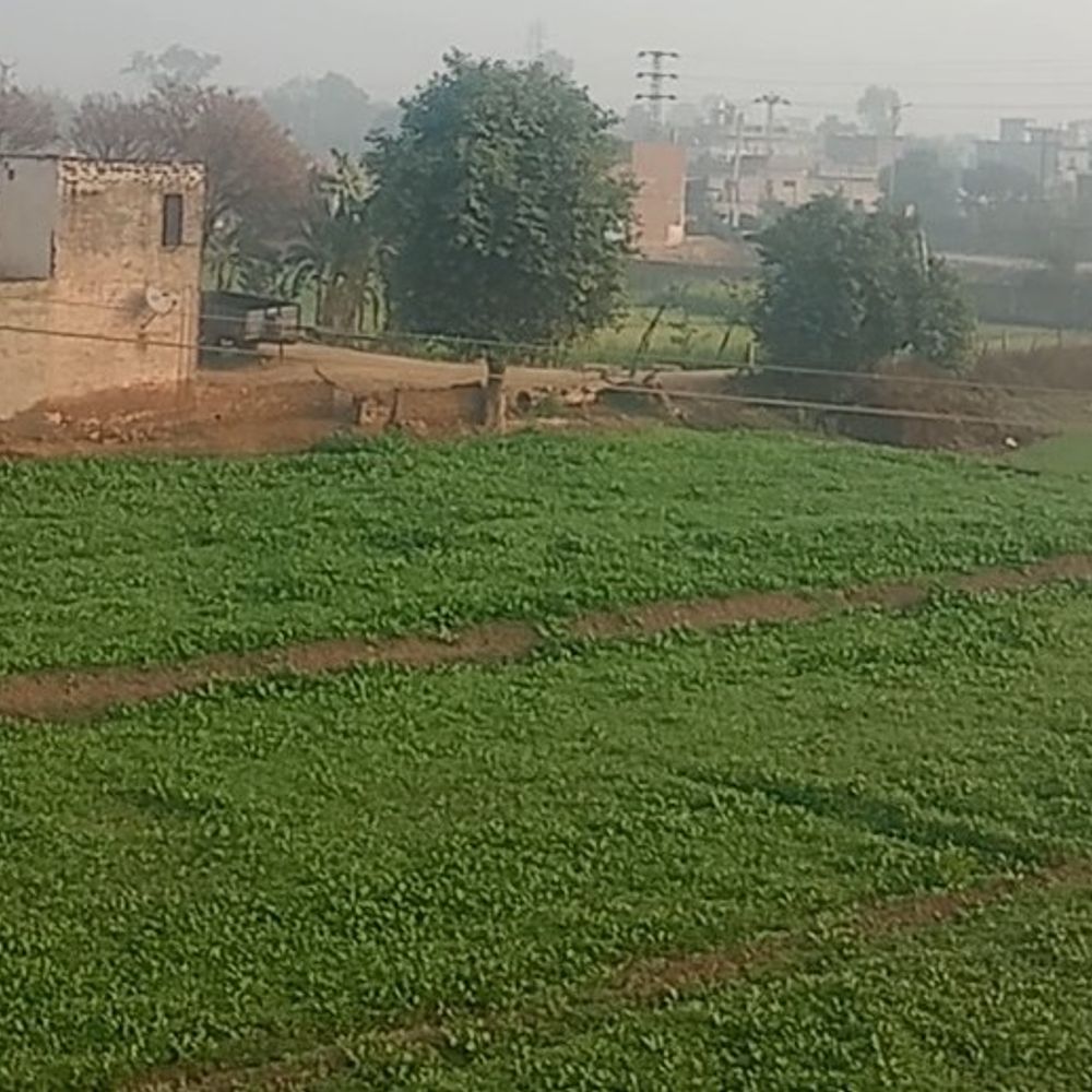 हनुमानगढ़ में शीतलहर ने बढ़ाई गलन:5 डिग्री के करीब पहुंचा तापमान, फसलों पर पाले का खतरा