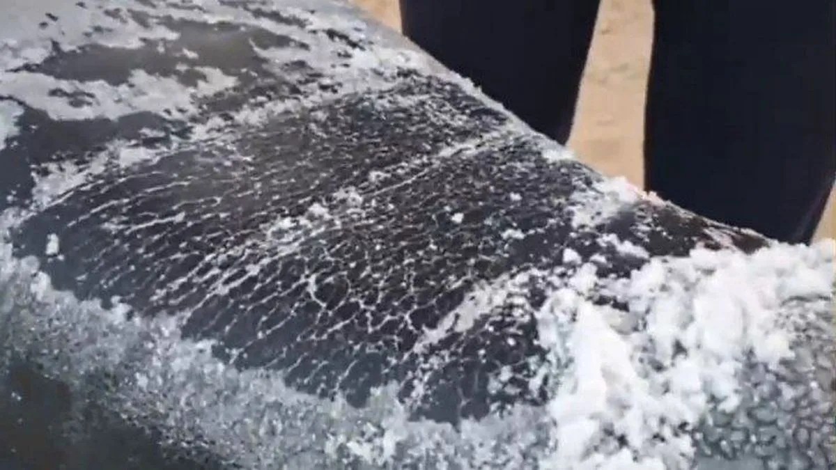 Video: जैसलमेर में अब तक का न्यूनतम पारा 3.1