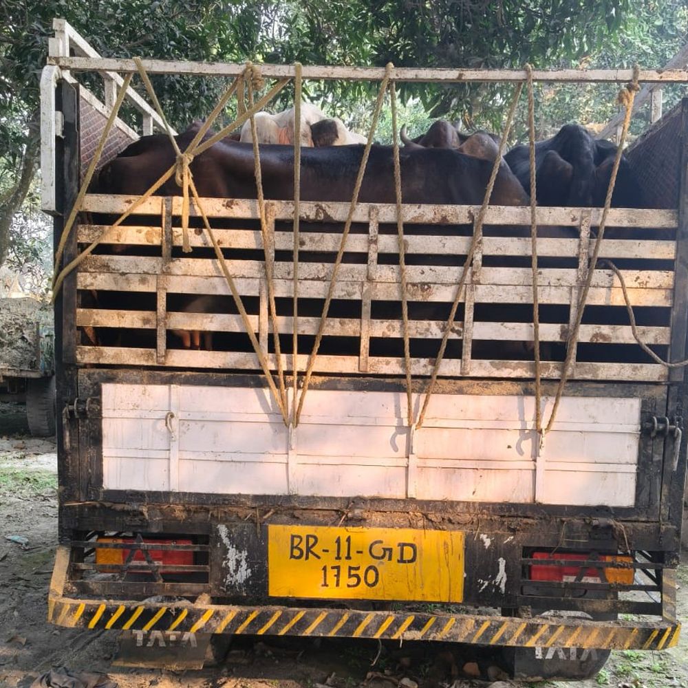 किशनगंज में मवेशी तस्करी के खिलाफ कार्रवाई:6 मवेशी जब्त, 2 तस्कर किए गए गिरफ्तार