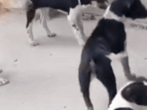 नूंह के नई गांव में आवारा कुत्तों का आतंक:एक ही दिन में 30 को काटकर किया जख्मी, 28 बच्चे और 2 महिलाएं शामिल