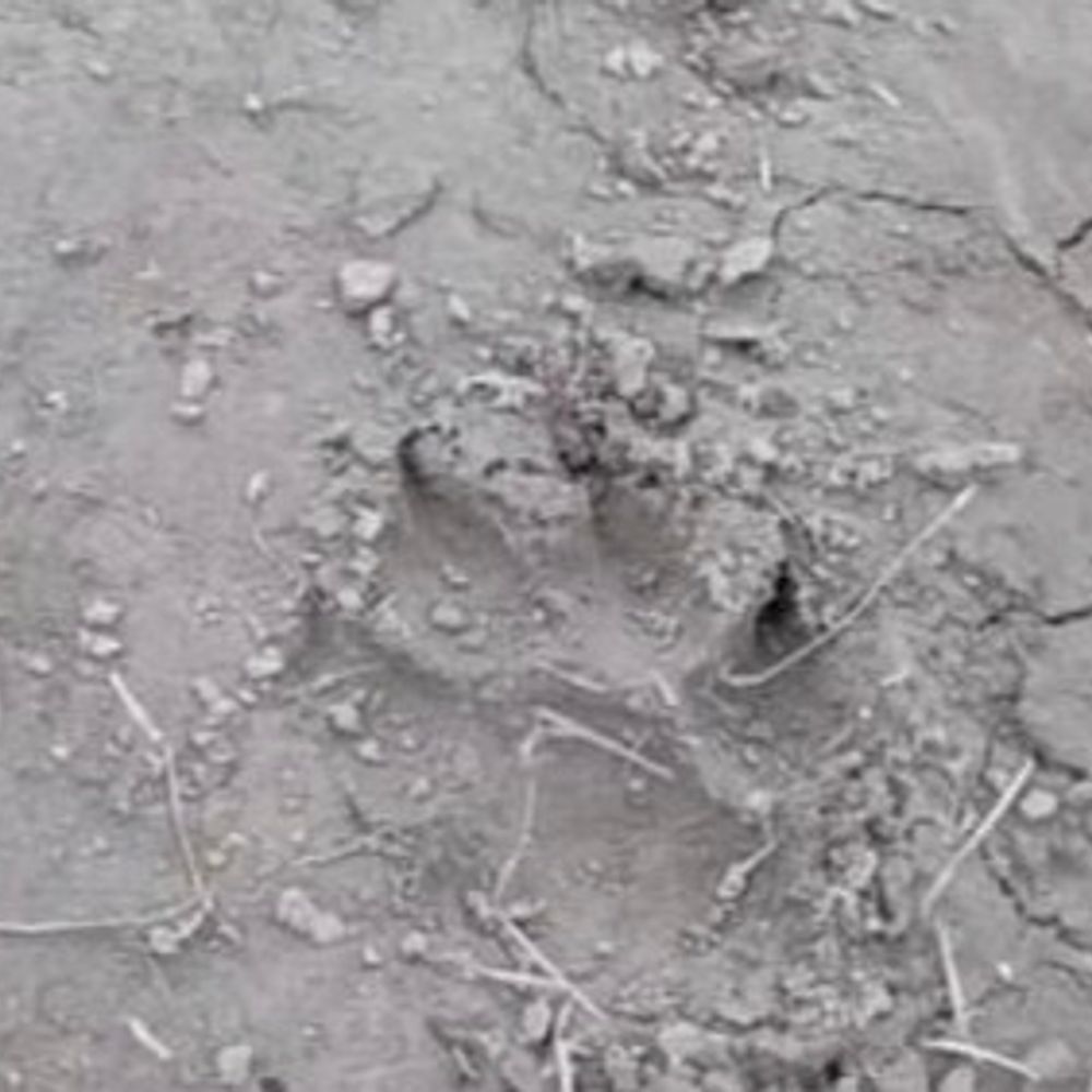 पकड़ीदयाल में खेत में बाघ जैसे निशान मिले:ग्रामीणों में दहशत, पुलिस ने अफवाहों से बचने की अपील की