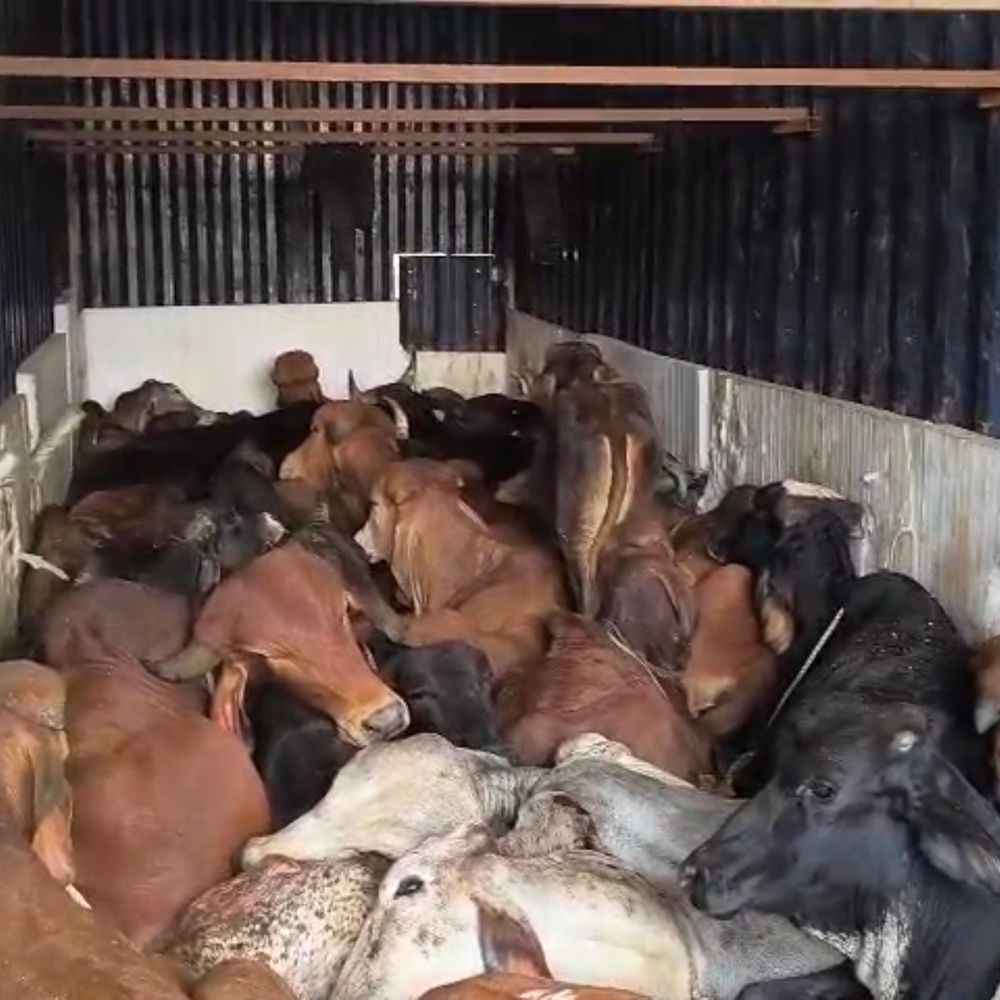 धार में गोवंश से भरा कंटेनर पकड़ा, दो की मौत:धरावरा फाटे पर ग्रामीणों ने रोका, 41 गोवंश बरामद, चालक फरार