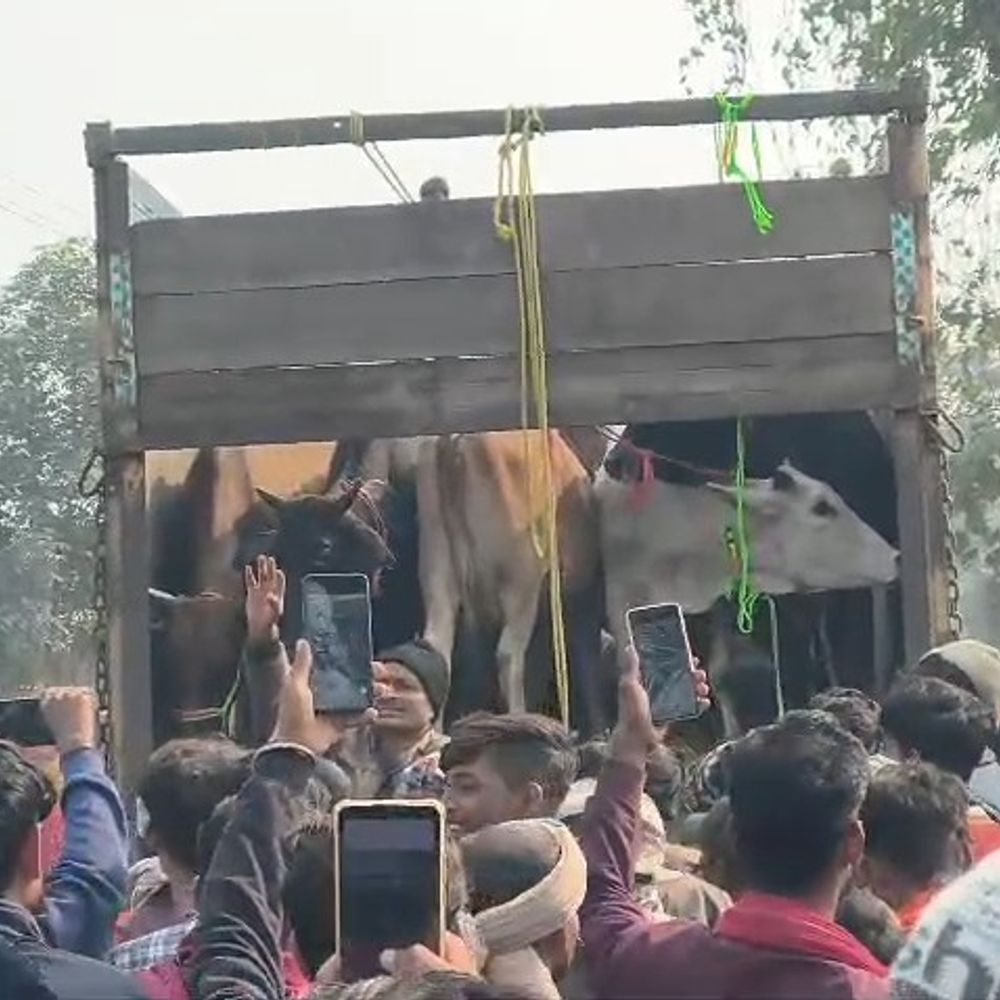 समस्तीपुर में तीन गाड़ियों से 80 मवेशी बरामद:हिरासत में एक ड्राइवर और खलासी, अररिया में डिलीवरी होनी थी; बजरंग दल की सूचना पर कार्रवाई