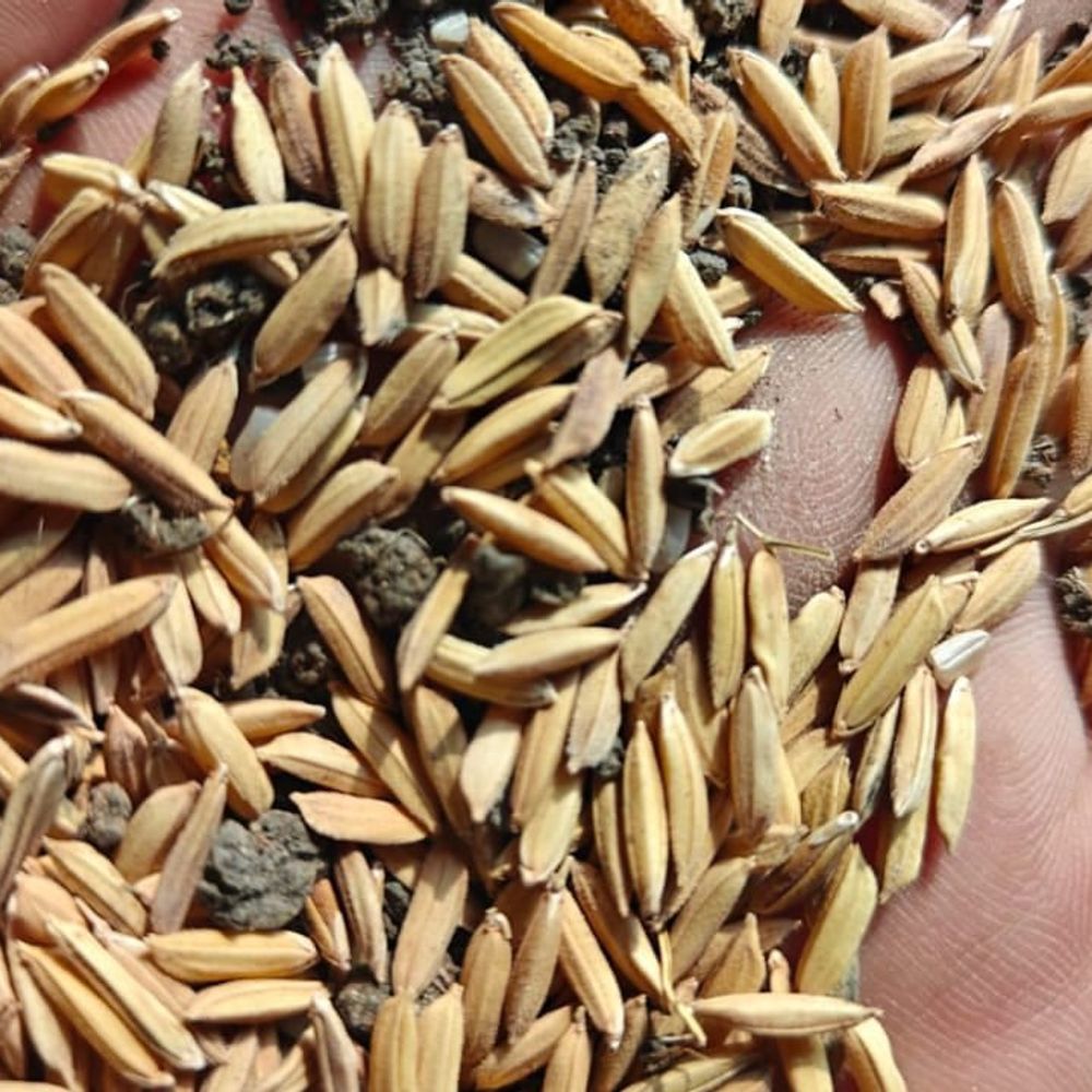 धान खरीदी में गड़बड़ी पर 6 कर्मचारियों पर कार्रवाई:बालाघाट में 3 निलंबित, 3 पर FIR के निर्देश; सहकारी कर्मचारी महासंघ ने जताया विरोध