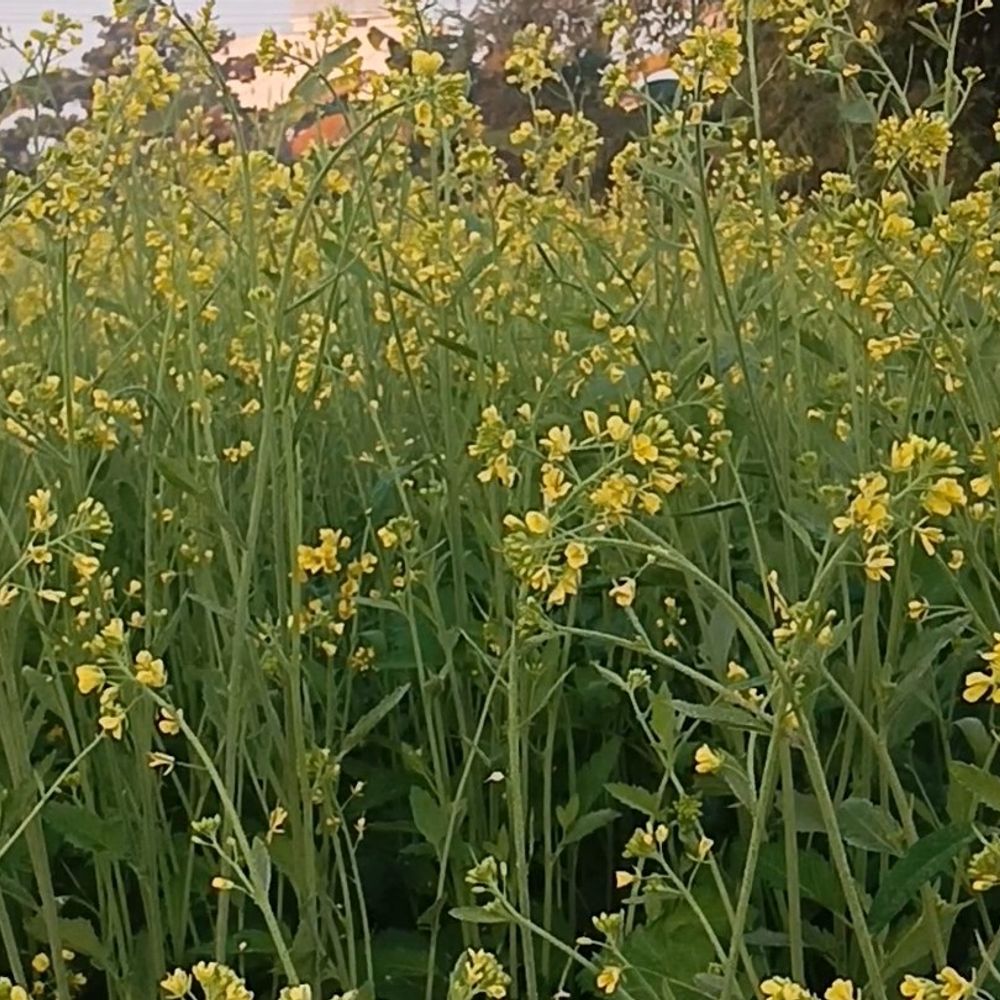 समस्तीपुर में कल हो सकती बूंदाबांदी:गरज वाले बन सकते हैं बादल, तेज पछिया हवा चलने की भी संभावना