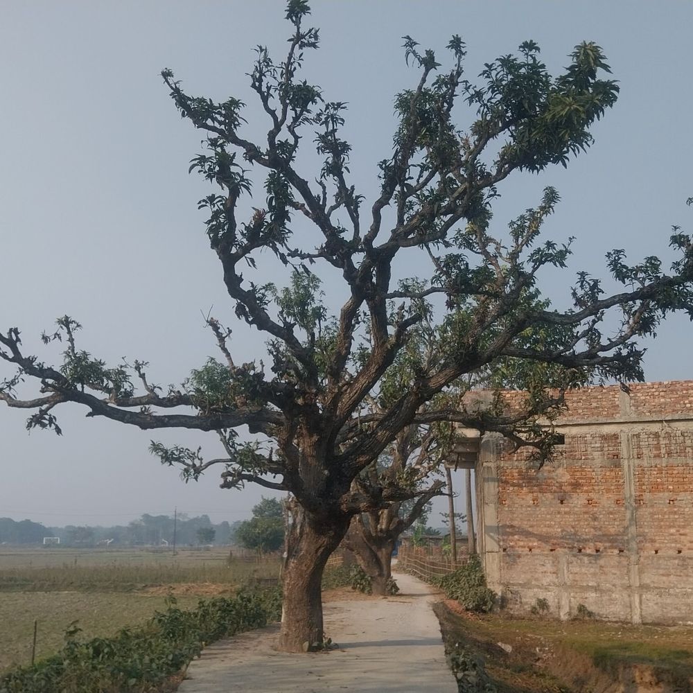 अररिया में सड़क के बीच 2 आम के पेड़:बोची गांव में 400 मीटर लंबी बनी रोड, उपयोग नामुमकिन; इंजीनियर-ठेकेदार पर कार्रवाई की मांग