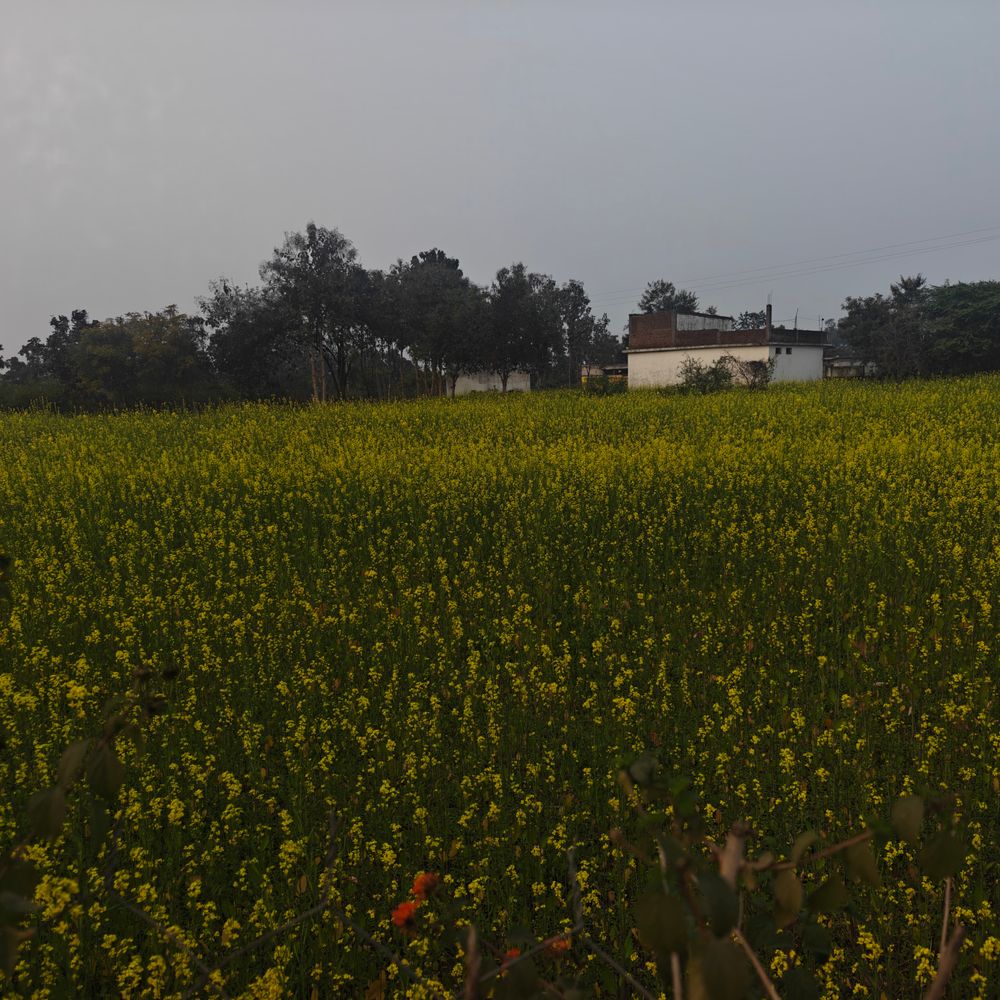 उमरिया में मौसम बदला, फसलों पर माहू रोग का खतरा:सरसों और चना की फसलें प्रभावित होने की आशंका, किसानों की चिंता बढ़ी