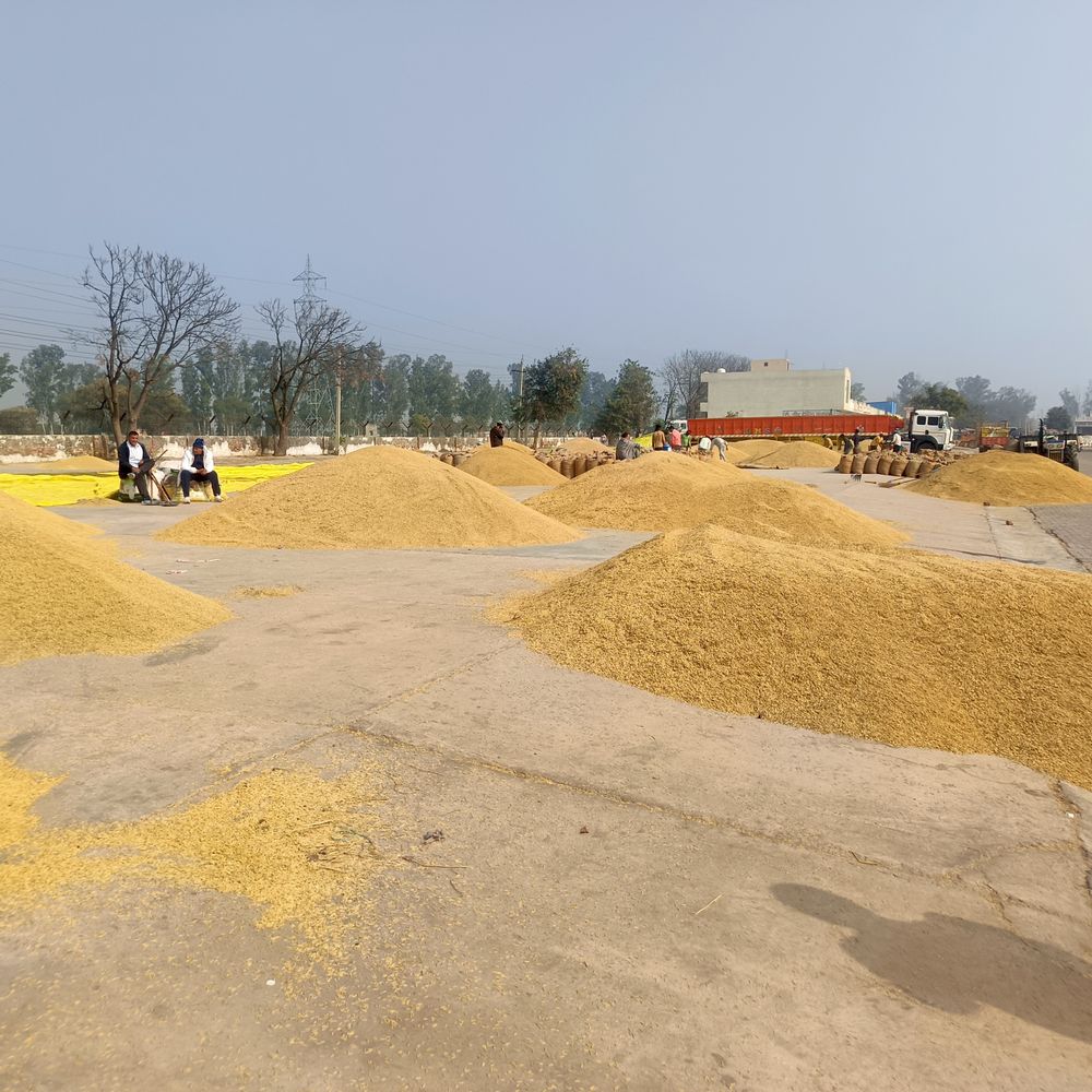 जुलाना मंडी में धान आवक साढ़े 21 लाख क्विंटल पार:बाजरा और कपास के भी लगे ढ़ेर; किसानों को मिल रहा अच्छा भाव