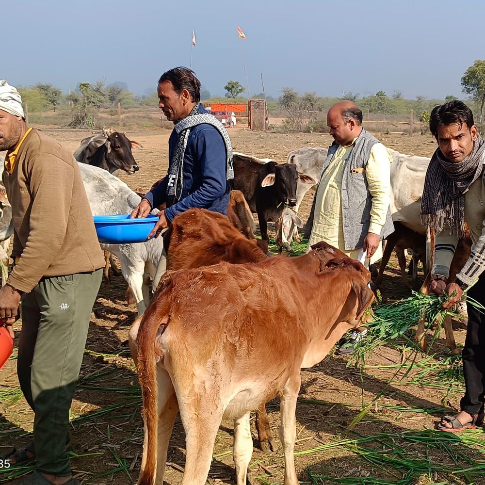 ऊर्जा मंत्री नागर का जन्मदिन, कार्यकर्ताओं ने की गोसेवा:करवर भाजपा कार्यकर्ताओं ने कृष्ण बालादेव गोशाला में खिलाया चारा