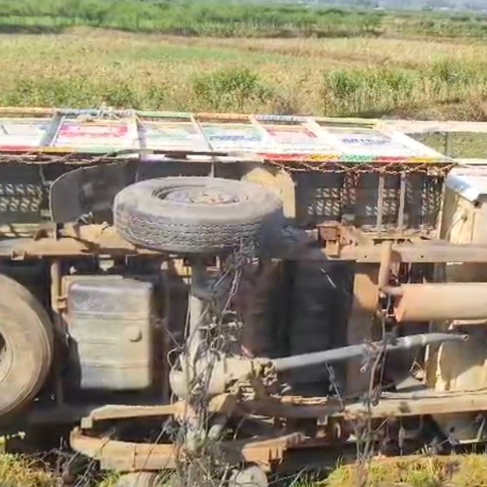 मवेशियों से भरी पिकअप खेत में पलटी:सीधी के अमिलिया में हादसा, किसान ने मांगा फसल का मुआवजा
