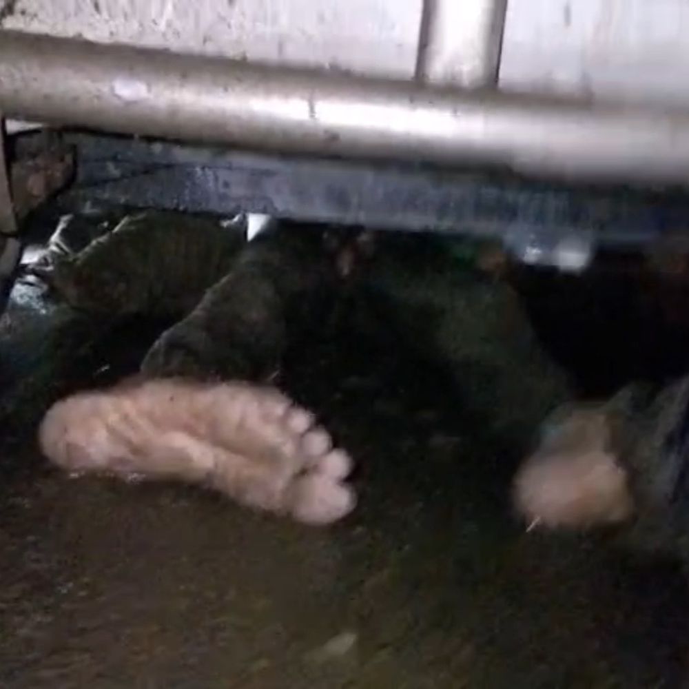 बदायूं में कार में फंसा युवक 8 किमी तक घिसटा:पीछे चल रहे गाड़ी चालक ने रुकवाई, शव निकाला