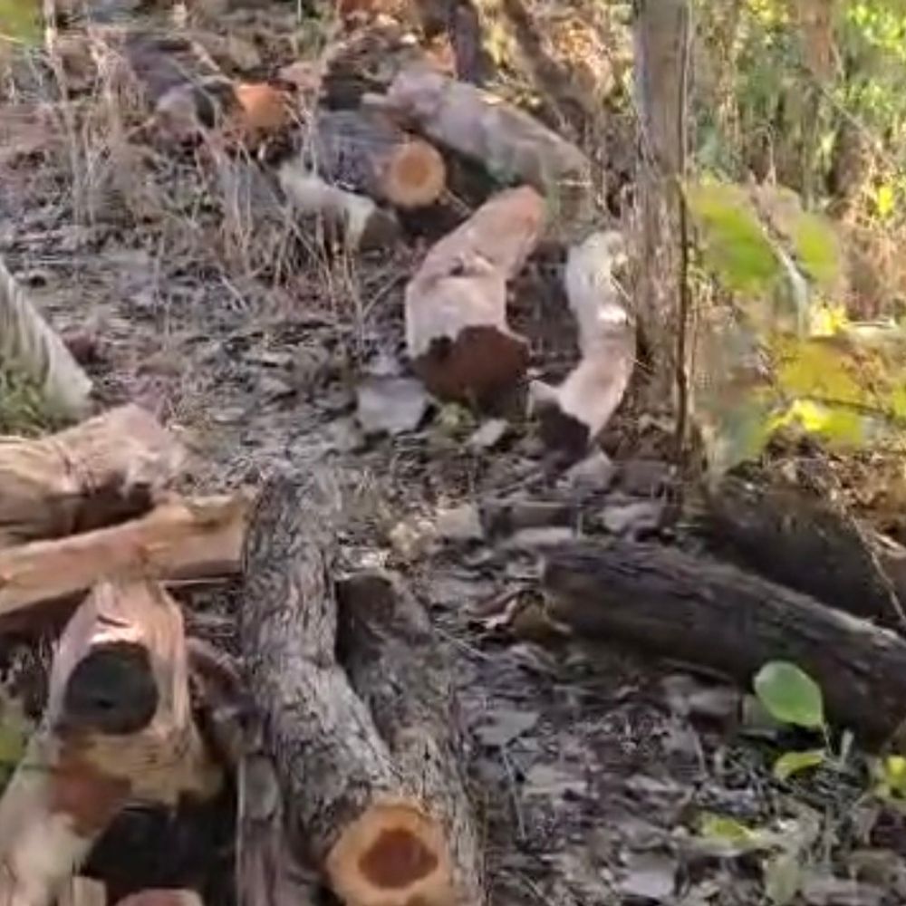 फर्जी टीपी से खैर-सागौन की तस्करी, देशव्यापी नेटवर्क का खुलासा:शहडोल वन विभाग ने 3 ठिकानों पर छापा मारा, लाखों की लकड़ी जब्त