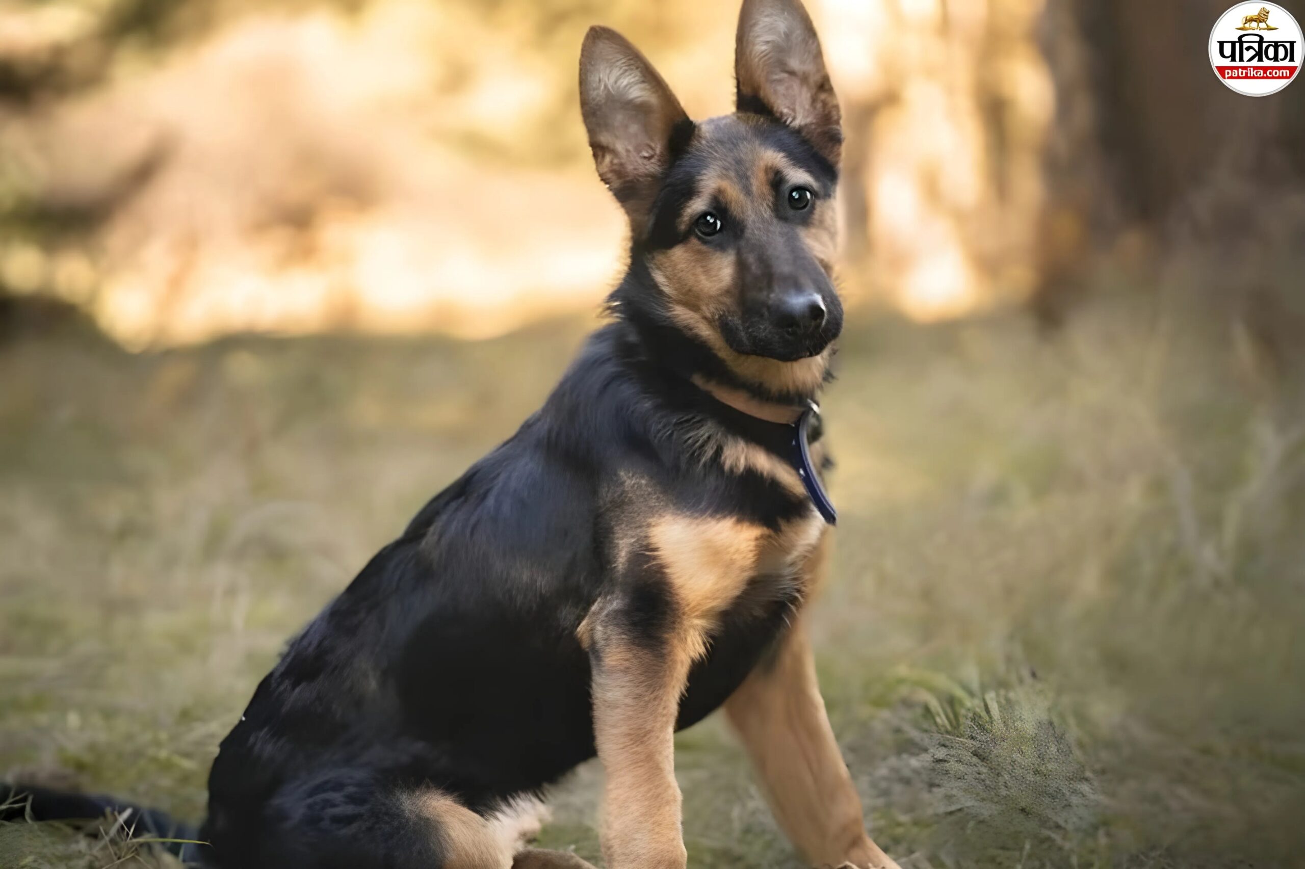 कोटा में कुत्तों का आतंक: कलेक्ट्रेट तक मचाया तांडव, नायब तहसीलदार समेत 30 लोग घायल