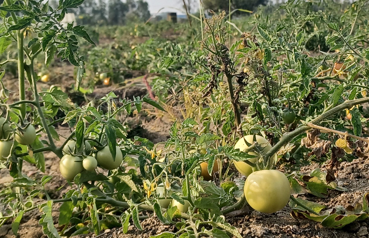 अजनाल नदी का दूषित पानी, खेतों में लहलहाती सब्ज़ियां—चौंकाने वाला दृश्य देखें photos