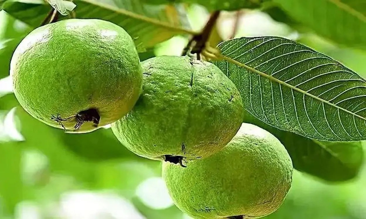 करावली में अमरूद की अनोखी खेती