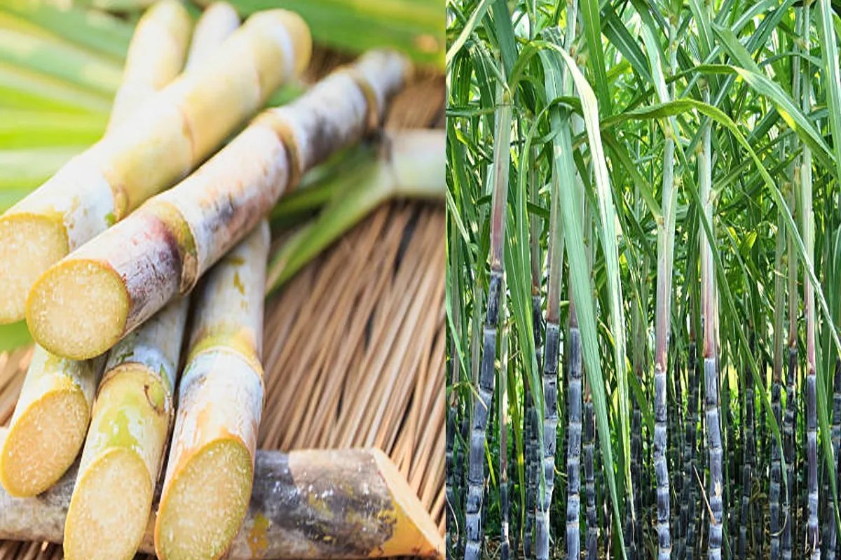 गन्ना किसानों की चांदी! मान सरकार ने सब्सिडी पर लिया ऐतिहासिक फैसला, अब सीधे बैंक खाते में पहुंचेगा पैसा