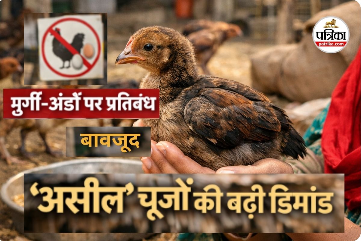मुर्गी-अंडों पर प्रतिबंध के बावजूद क्यों बढ़ रही है ‘असील’ चूजों की बिक्री? जानें इस देसी की खासियत