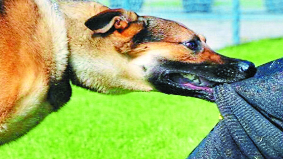 पागल कुत्ते को गुस्साए ग्रामीणों ने डंडे से पीट-पीट कर मार डाला, 23 लोगों को काटा था