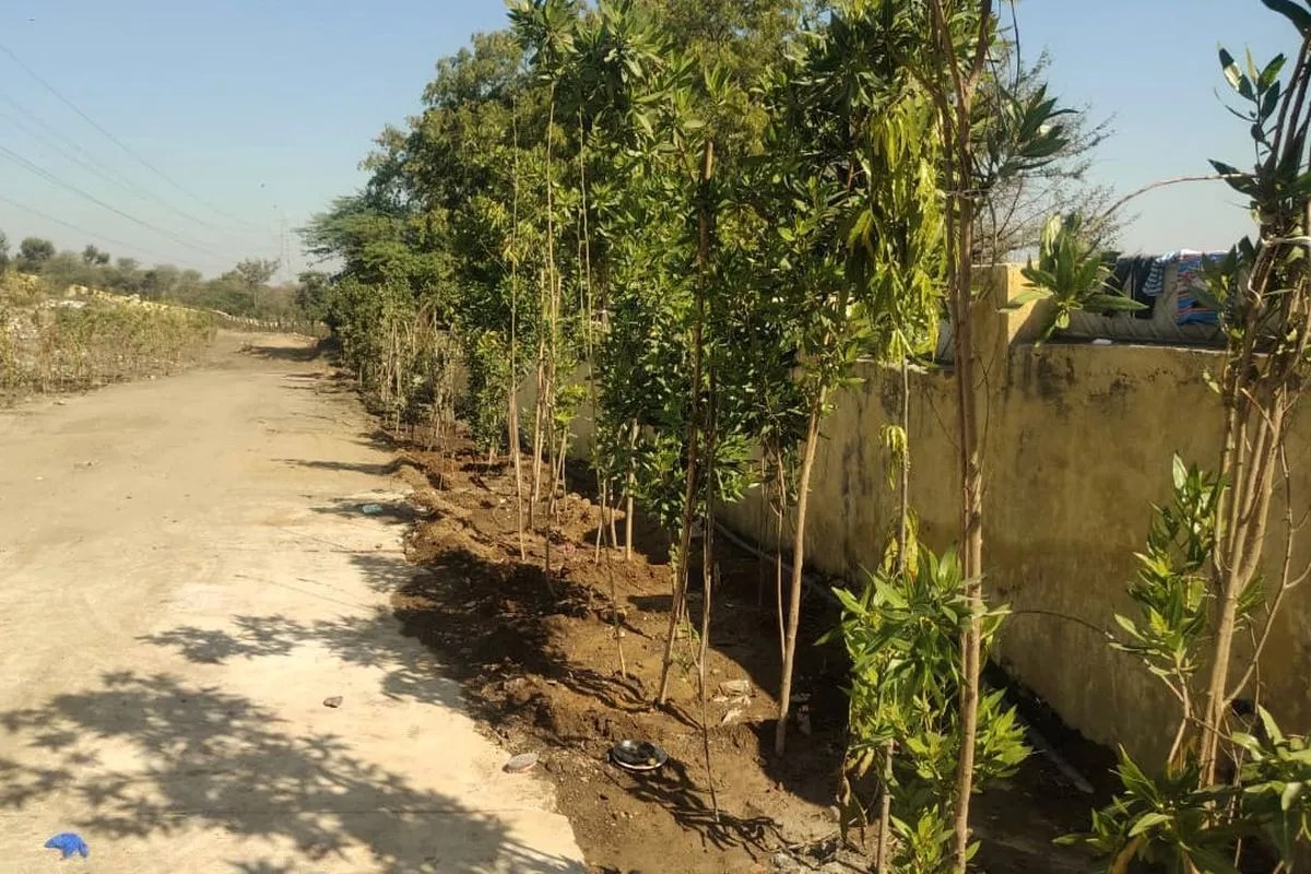 जहां बदबू , वहां अब सुकून: नाथद्वारा का डंपिंग यार्ड बना ग्रीन-इको ज़ोन, गायों के गोबर से तैयार कर रहे वर्मी कंपोस्ट