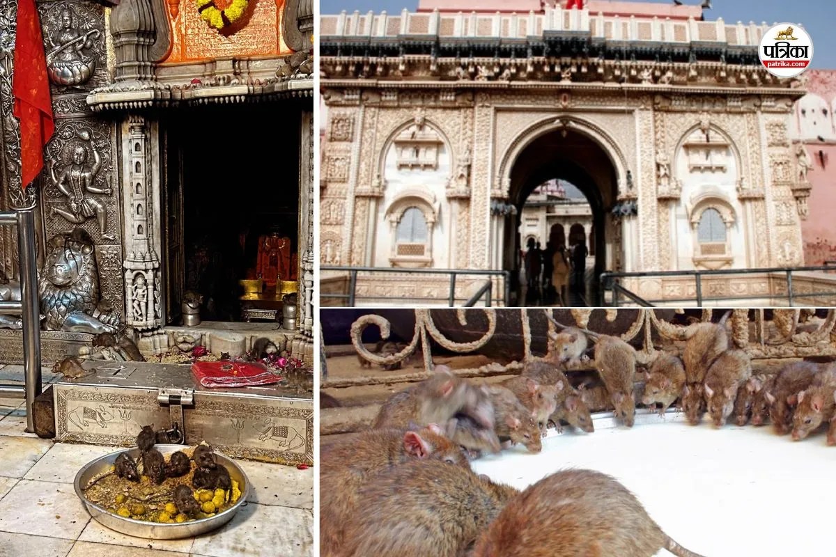 Karni Mata Temple : राजस्थान में है दुनिया का इकलौता चूहों का मंदिर, सफेद चूहा देखना है शुभ, जानें इसकी रोचक बातें