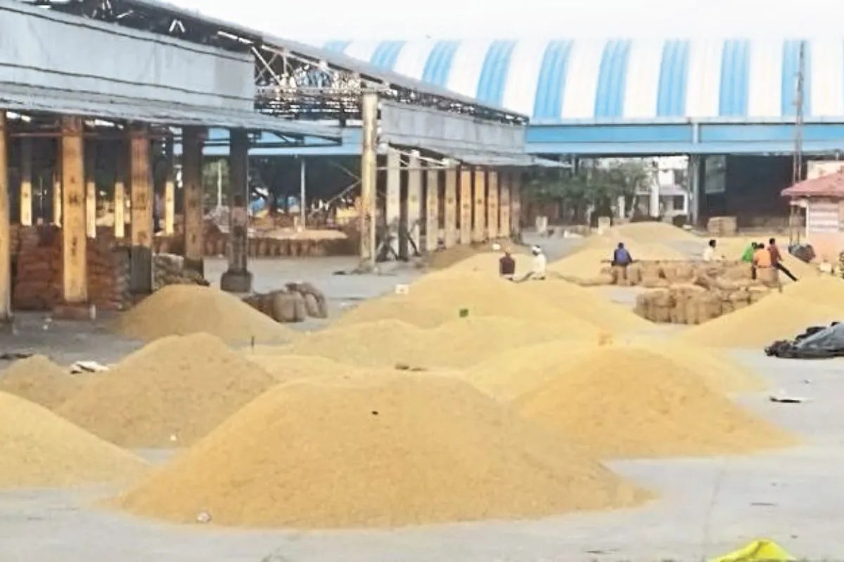 Kota Mandi: गेहूं, सोयाबीन के भावों में मंदी, चना और लहसुन के दाम तेज, जानें मंडी अपडेट