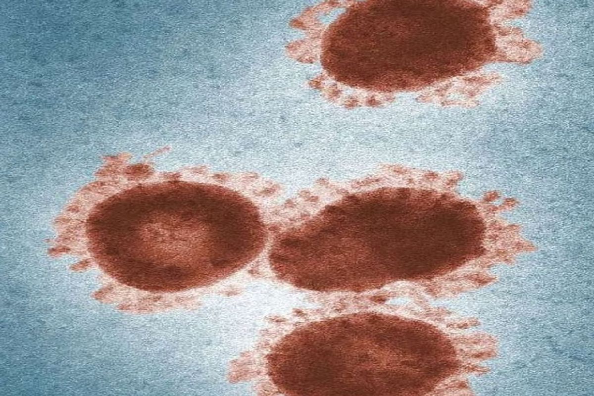 मलनाड क्षेत्र में समय से पहले फैला मंकी फीवर, वैक्सीन अब भी नहीं