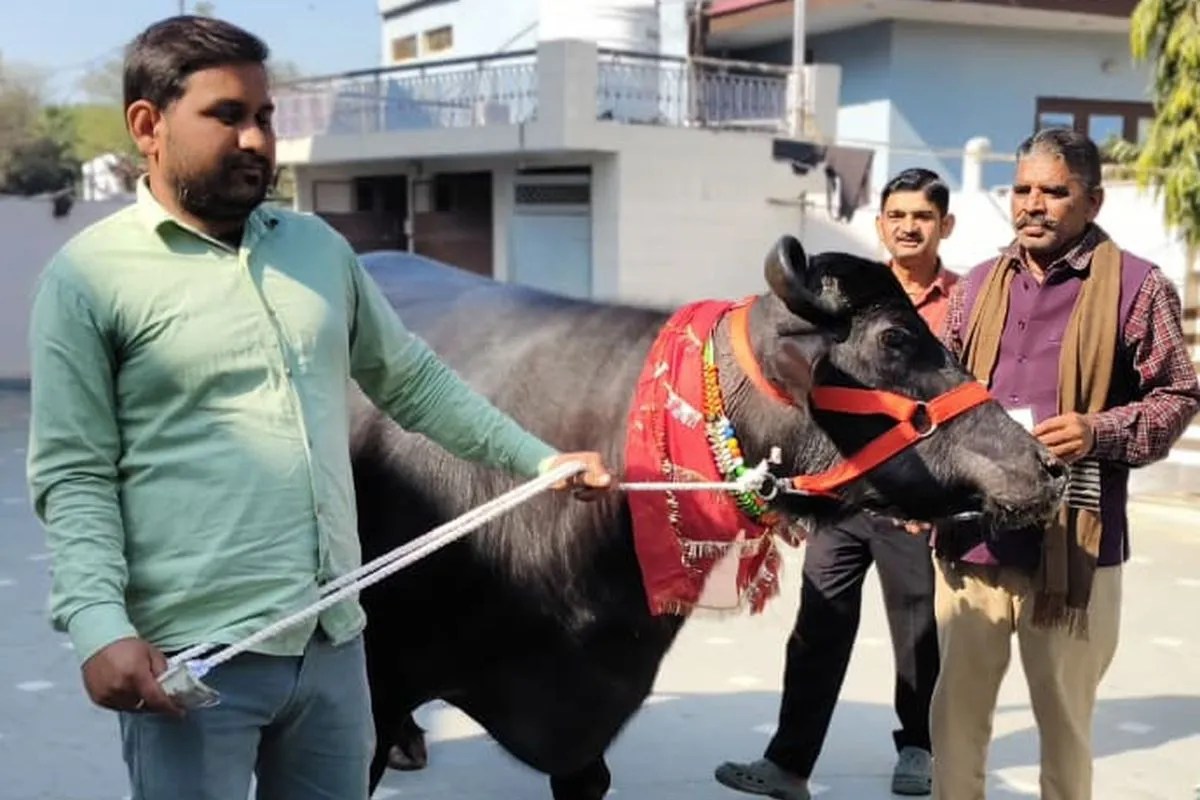 राजस्थान के किसान ने 5 लाख में खरीदी भैंस, एक दिन में देती है इतने लीटर दूध, जानें खासियत
