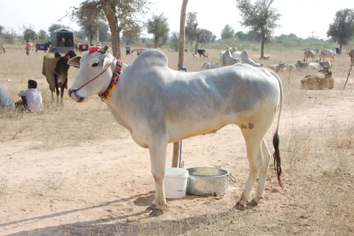 Nagori bull: 20 लाख तक पहुंच जाती है नागौरी बैलों की कीमत, फिर भी खरीदने से डर रहे पशुपालक, जानिए क्यों