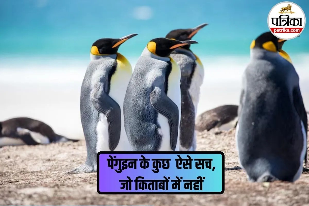 Facts About Penguins: दिखते नहीं, फिर भी होते हैं घुटने? जानिए पेंगुइन से जुड़े ऐसे ही 6 रोचक फैक्ट्स