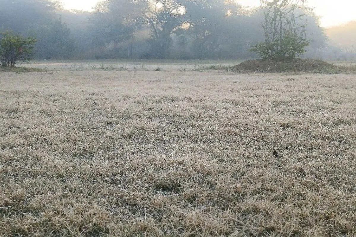 Sikar Weather Update : सीकर में सर्दी का थर्ड डिग्री टार्चर, खेतों में जमी बर्फ, जनजीवन प्रभावित