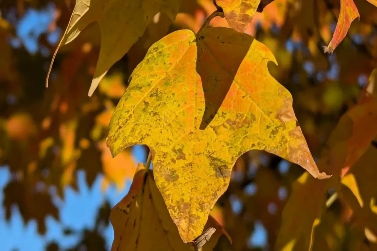 Sunshine Returns: कई दिनों बाद लखनऊ में खिली धूप, कोहरे और ठंड से राहत, अगले पांच दिन अलर्ट नहीं