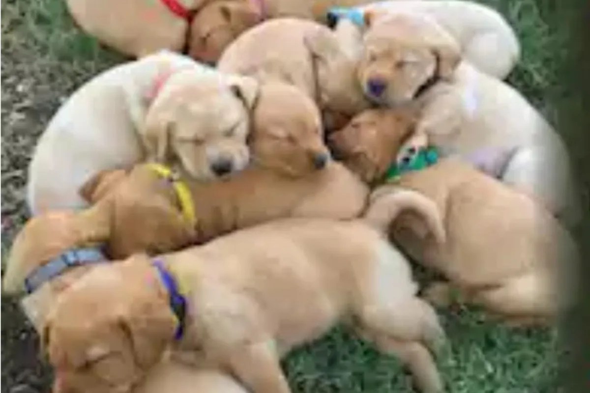 एक-एक कर बारह पिल्लों को पीट-पीटकर मार डाला, सिरफिरे की करतूत से सहमे लोग…पुलिस पर भी उठे सवाल